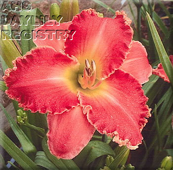 Victorian Blush AHS image