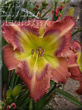 Westbourne Butterfly Season AHS image