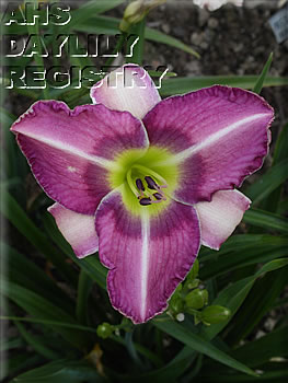 Westbourne Mama Kirby's Baby M.J. AHS image
