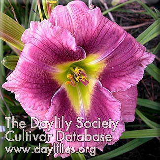 Purple Pleasure AHS image