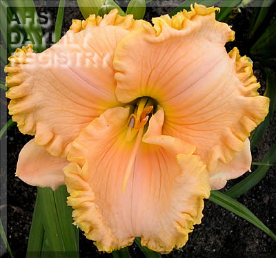 Jim's Dreamsicle AHS image
