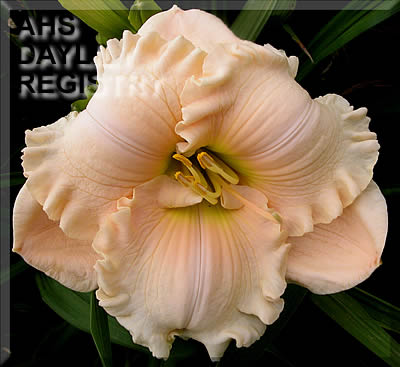 Heaven's Edge AHS image