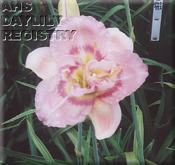 Peachland Rainbow AHS image