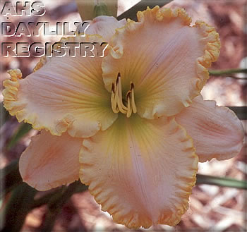 Donna Gail's Delight