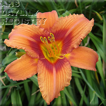 Orillia AHS image