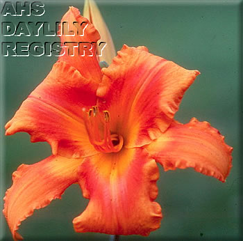 Fitchward Orko AHS image