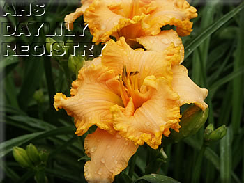 Spacecoast Small Talk AHS image