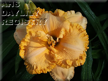 Spacecoast Sunkist Splendor AHS image