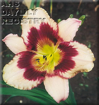 Delight Maker AHS image
