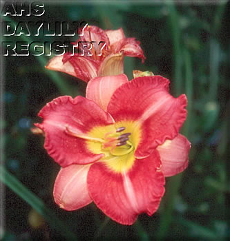 Saginaw Sweetheart AHS image