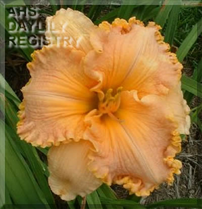 Carol Osborne AHS image