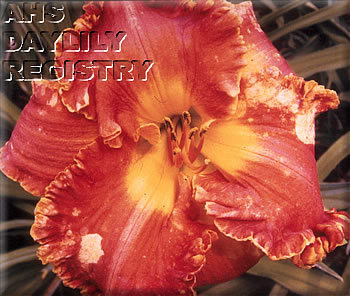 Forsyth Spellbinder AHS image