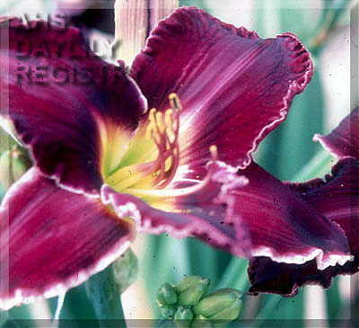 Forsyth Royal Velvet AHS image