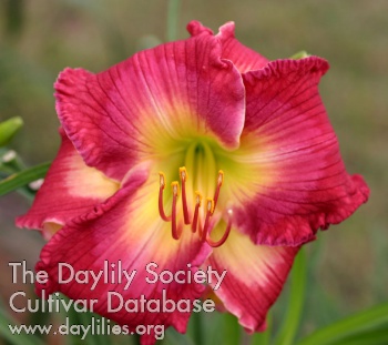 Winyah Rose AHS image