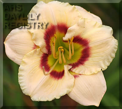 Georgetown Cutie AHS image