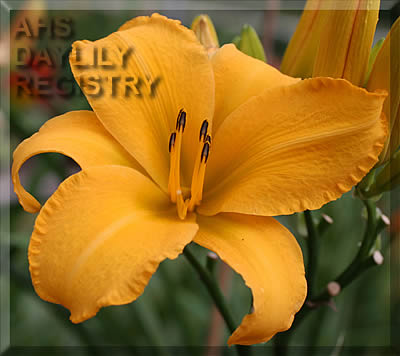 Georgetown Gold AHS image