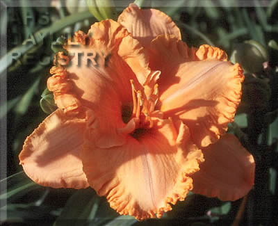 Electric Marmalade AHS image