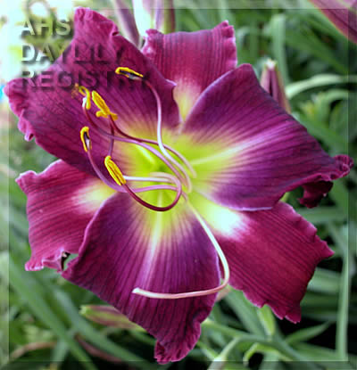 Island Style AHS image
