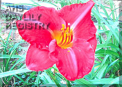 Lady Dorothy