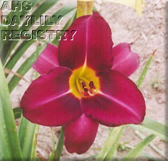 Helen Hyman AHS image