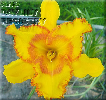 Maple Leaf Forever AHS image