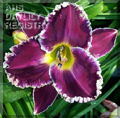 Mary Jo Wright AHS image