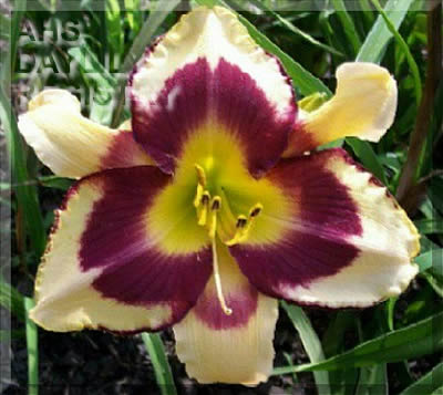 Mississippi Big Bubba AHS image
