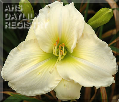 Taxco AHS image