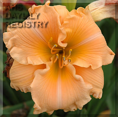 Tropical Sweets AHS image