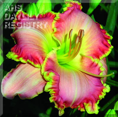 Bells and Whistles AHS image