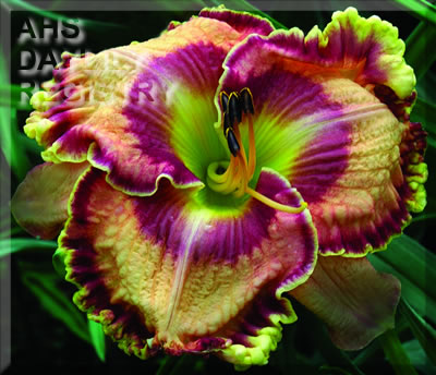Passion and Style AHS image