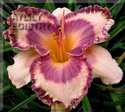 Marietta Princess AHS image