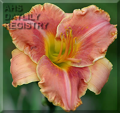Board of Directors AHS image