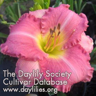Dixie Dream AHS image