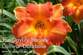 Sun and Shield AHS image