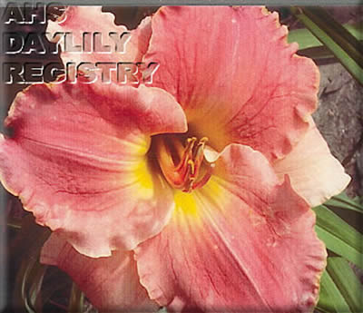 Flint Hills Show Girl AHS image