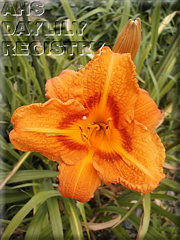 Seersucker Redeye AHS image