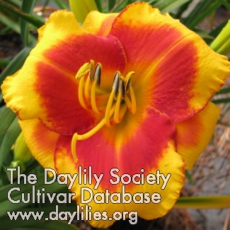 Holly Drive AHS image