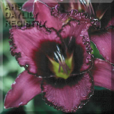 Mulberry Rage AHS image