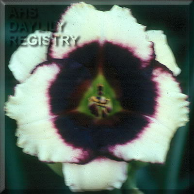 Black Berry Beauty AHS image