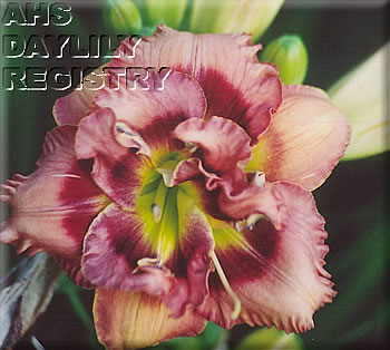 Martha's Daily Double AHS image