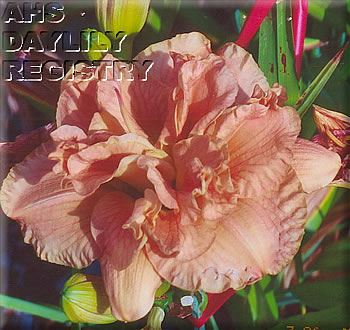Penny Rae AHS image