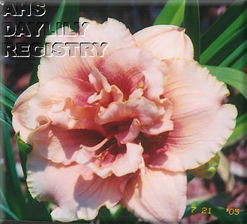 Phyllis Kay AHS image