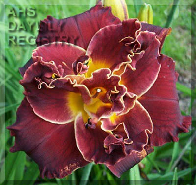 Deborah Anderson Harris AHS image
