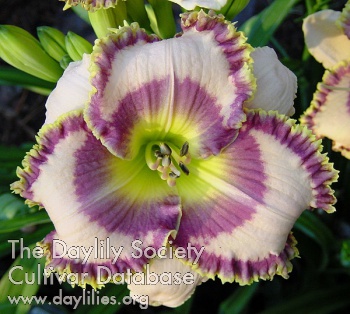 Edwardian Charm AHS image