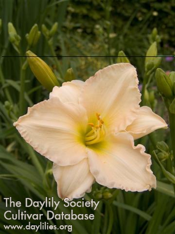 Longfields Beauty AHS image