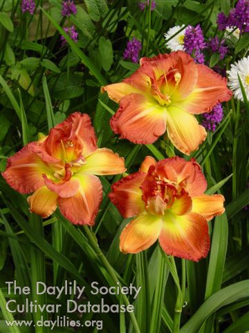 Longfields Twins AHS image
