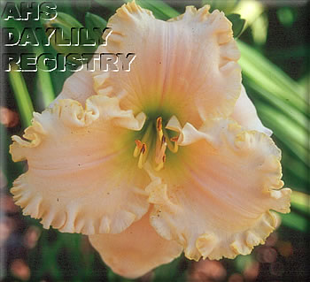 Divine Comfort AHS image