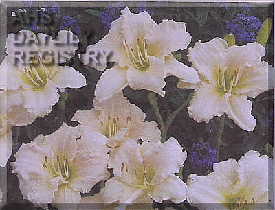 Nature Girl AHS image