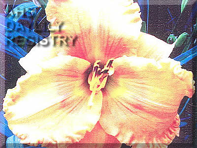 Planet Golden Orange Ruffy AHS image
